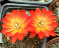 rebutia steinmanni