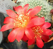 rebutia senilis