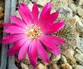 sulcorebutia verticillacantha