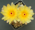 notocactus submammulosus
