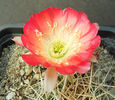 sulcorebutia