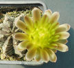 gymnocalycium friedrichii