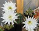 echinopsis