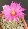echinocereus palmerii