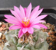 turbinicarpus alonsoi