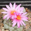 turbinicarpus alonsoi