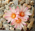 turbinicarpus macrochele v screvispinus
