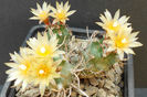 turbinicarpus flaviflorus