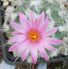 turbinicarpus viereckii