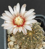 gymnocalycium erinaceum