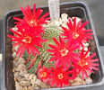 rebutia krainziana