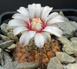 gymnocalycium quehlianum