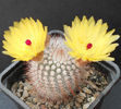 notocactus scopa
