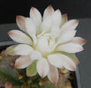 gymnocalycium mihanovichii