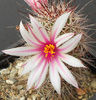 mammillaria fraileana