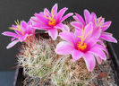 mammillaria insularis