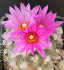 gymnocactus viereckii