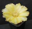 acanthocalycium glaucum