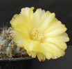 acanthocalycium glaucum