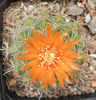 parodia tafiensis