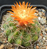 parodia tafiensis