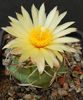 coryphantha scheerii robustispina