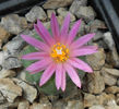 turbinicarpus roseiflorus