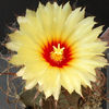 astrophytum capricorne