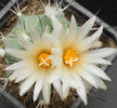gymnocactus gielsdorfianus