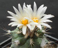 gymnocactus gielsdorfianus