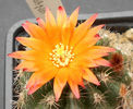 parodia mairanana