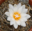 turbinicarpus pseudomacrochele v kupcakii