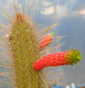 cleistocactus smaragdiflorus
