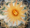 coryphantha
