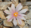 ariocarpus kotschoudeyanus v albiflorus