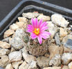 turbinicarpus krainzianus