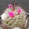 mamm. gracilis roseiflorus