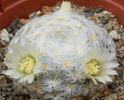 mammillaria schiediana v plumosa