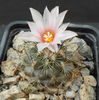 turbinicarpus lauii
