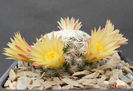 mamm. solisioides
