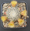 mamm. solisioides