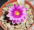 turbinicarpus valdezianus