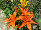 Crini col. Portocalii