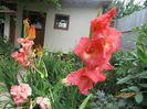 Gladiola