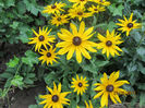 Rudbeckia - Goldsturm