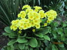Primula