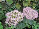Sedum inflorit
