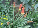 Tritoma(Kniphofia Uvaria)