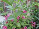 Weigela