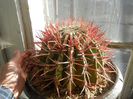 DSCN6934